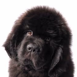 Newfoundland #DA254