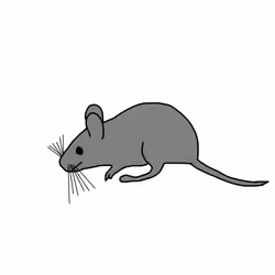 31 Mouse 20211207