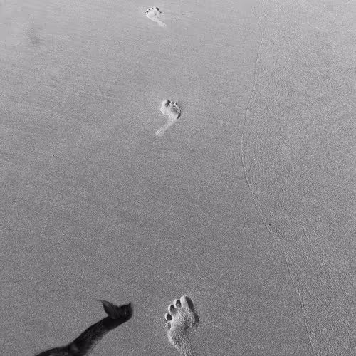 Item #56431751608181922231259635946092067407977788553703326303680802307452199501825 Media