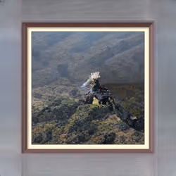 Out In The W I L D 
