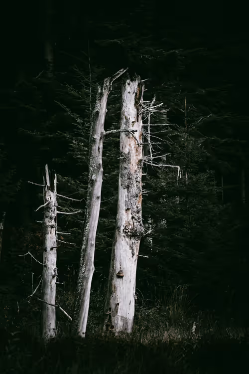 Item #46709965239587215851558087466762379659612403751449934923508460075909386338305 Media