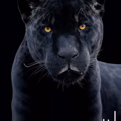 black panther