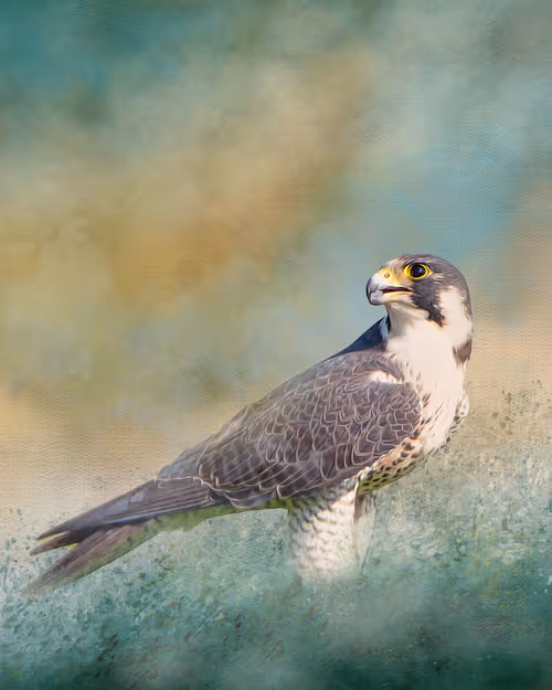 Item #20879904977050231781978559907445915739532146362246903749837269825947449688065 Media