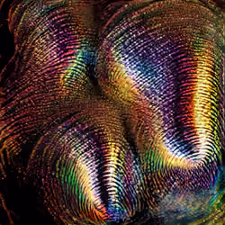 THE HIDDEN FINGERPRINTS <#054>