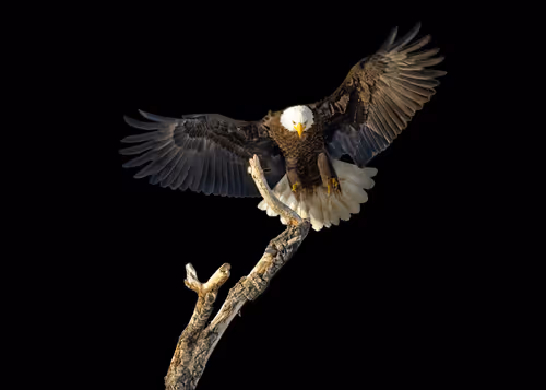 Item #51039207125922697729139160726251240762827402821056353130504327787722424975361 Media