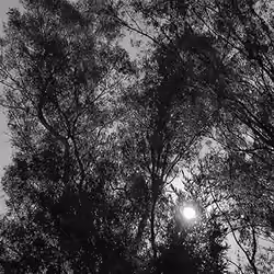 Eucalyptus at Sunset