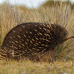Echidna