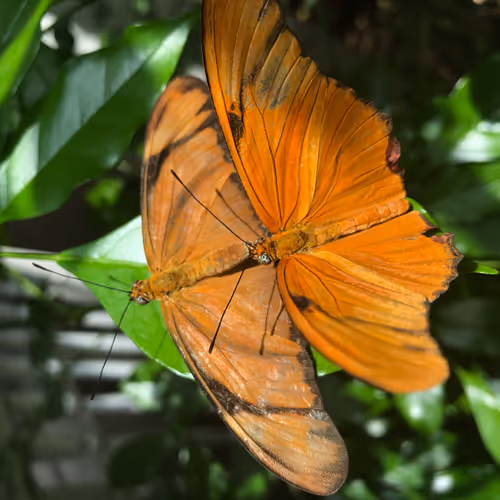 Untitled Collection #36408585