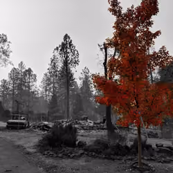 Red Tree