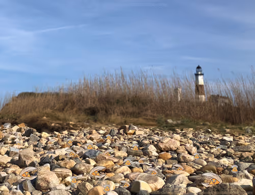 Item #63740481557076843171748722744674070771974254949917767657960007326803121143809 Media