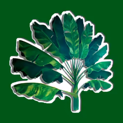 39GREEN DROP PALM