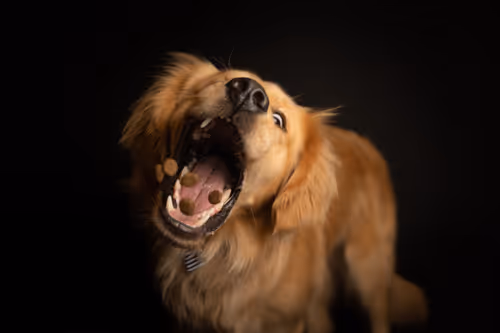 Item #3145360531430904933495942820931552338028161050553888084454697297999187410945 Media