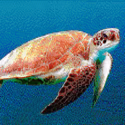 ASCII Animals - Turtle