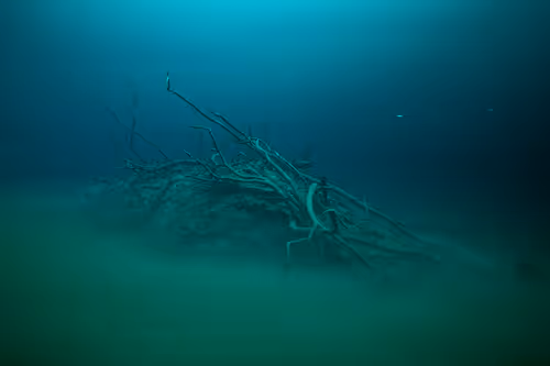 Item #25422583313571458459737529461820134862175223810011730482418987920044979126273 Media