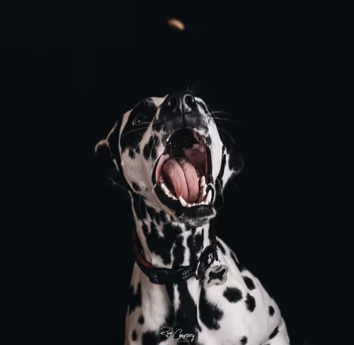 Item #87414682025478558117569594122165349452112546161934233951383420722653989699585 Media