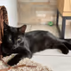 Chich the Cat