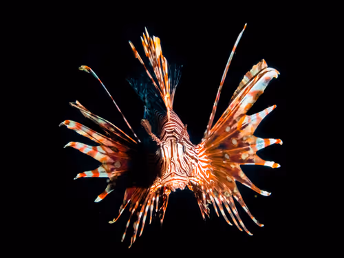 Item #85312989022681003031412442344927138418005148056611156667378218218620922626049 Media