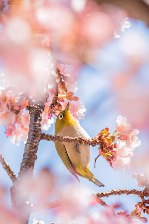 Item #108911492996146874115956011896780761878527851196280444702557873501774247100417 Media