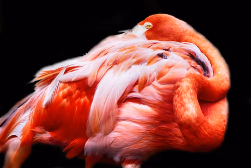 Item #57454491023137916107007493201948815472587961712729591816545853691681493221377 Media