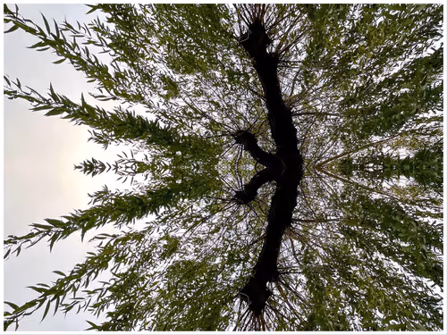 Item #39842122399831876294969041227459341578040195517803177153867578419827575881729 Media