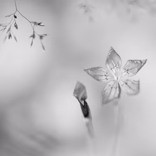 Item #53532806871377414762002313046978113508138147467496899965601038670018063106049 Media