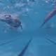 76201227697970477458616806869318805503529406320704102676281472950413729726465
