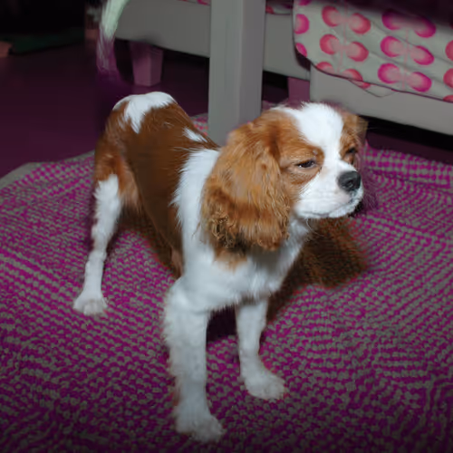 Item #52268251609148313723694636350380869011371331496130941392669189980929310851073 Media