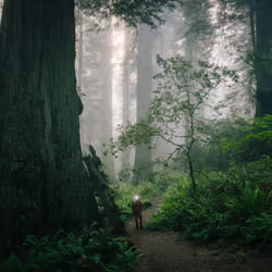 The Ancient Trees: 012