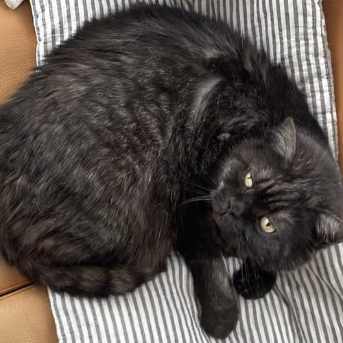 FunnyCat