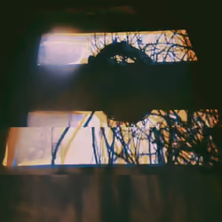 Shadows on the Walls
