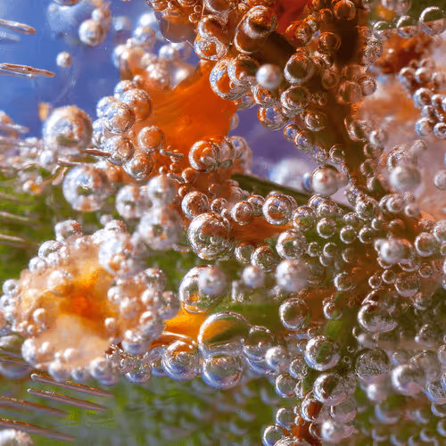 Lightnomad Collection