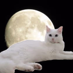 Mooncat_Crypto Real Cat NFT 2021 #1