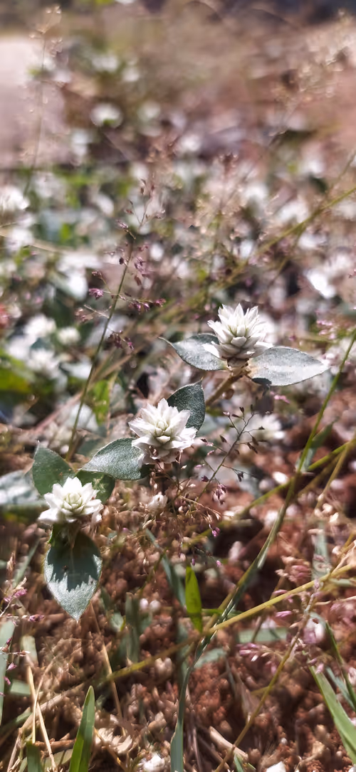 Item #114909918267791075252268372148715576777920624460447208120406041635882266525697 Media