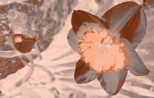 Flowers for a Kick-Ass Dad