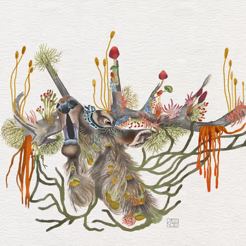 Fungus Watercolors V3