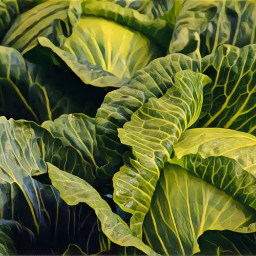 ShelterVG Collection - old