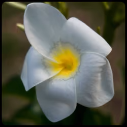 Flower #9