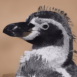 penguins looking for you 4