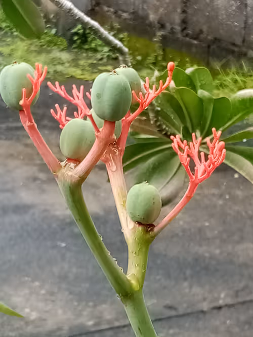 Item #91419314110800337009204889244420491545842303505927805999053350493318627296928 Media