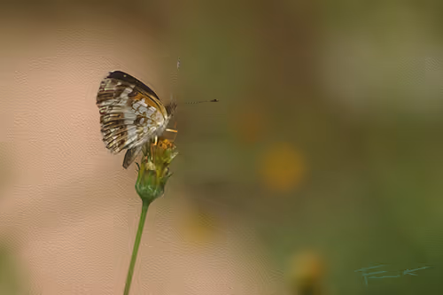 Item #100748379412919059267110879785057129888508222288536348751201759401864362721281 Media