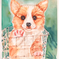 Welsh corgi