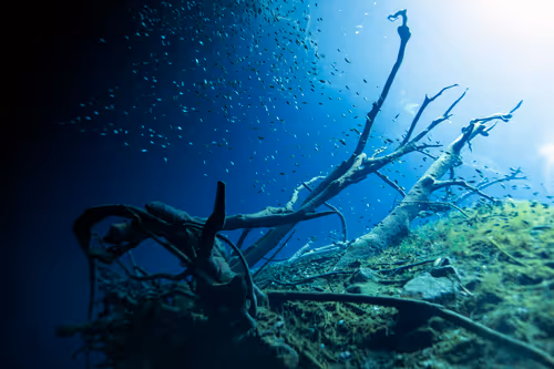 Item #25422583313571458459737529461820134862175223810011730482418987904651816337409 Media