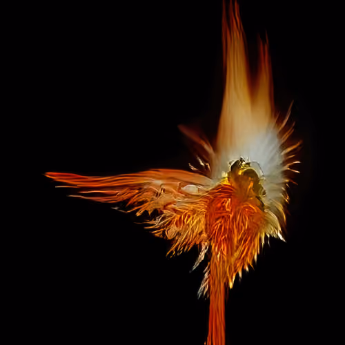Phoenix 14