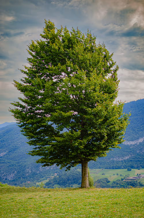 Item #34223466419307395919309425115032312410685197055707883588624350263653318000641 Media