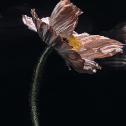 Poppy #03