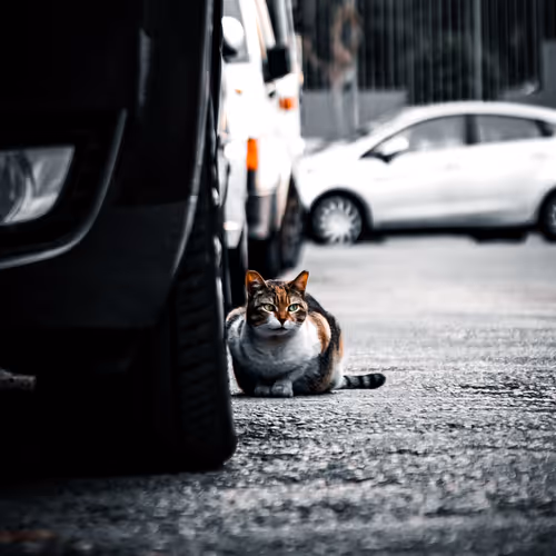 Lonecats
