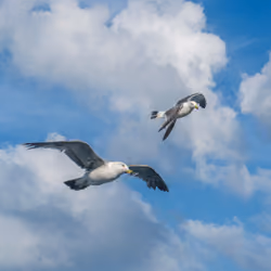 Seagull #3