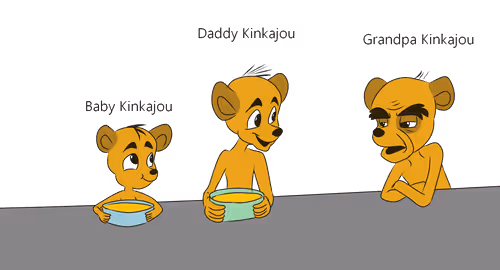 The Three Kinkajous