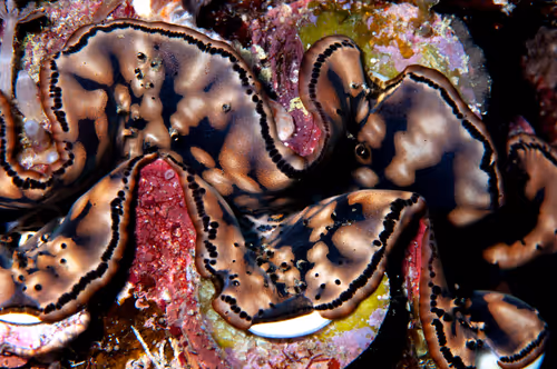 Item #67795505619931490141593079376400316859417509145610672143318596151111583793153 Media