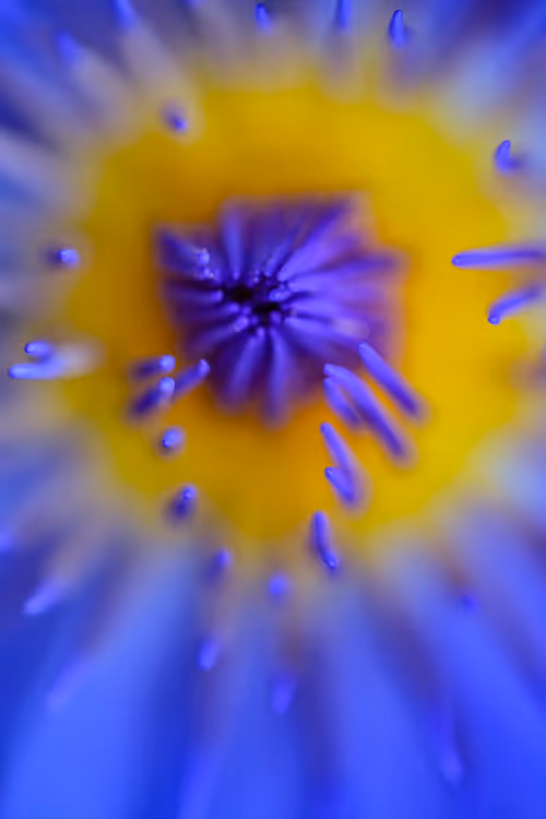 Item #24632583837492670092599633934589483131746797002802219579488358126142869209089 Media